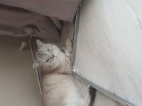Çok tatlı bir o kadarda akıllı