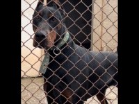 Kral Doberman