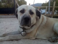 Açık Kahve Renkli Kırma Kangal