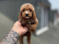 Sağlık ve Irk garantili Maltipoo