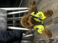 Maltipoo Poodle Pomeranian Boo