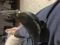 Hazır takım sultan papağanı birde yavrusu var