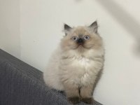 British longhair chocolate point erkek
