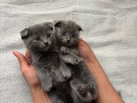Scottish Fold Yavrular