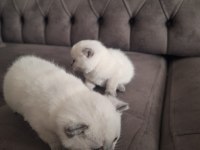 Yavru british shorthair