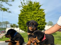 BABA TÜRKİYE ŞAMPİYONU ANNE BABA SRCLI SAFKAN KÖPEKLER