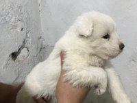 Kaliteli Sağlıklı Teriyer Yavrularımız