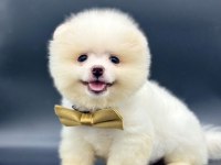 Safkan Pomeranian Boo Yavrularımız
