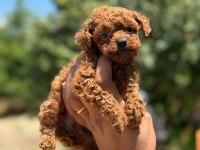AŞILI ÇİŞ EĞİTİMLİ TOY POODLE BEBEKLER 