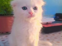 Scottish Fold 45 Günlük Yavru