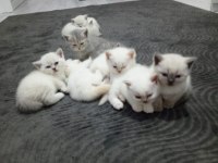 BEYAZ SAFKAN BRİTİSH YAVRULAR