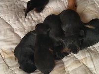 Pinscher erkek dişi mevcuttur