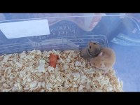 10 adet yavru hamster uygun fiyatlı