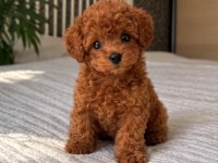 Premium Kalite Toy Poodle Yavrular