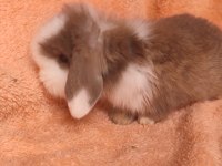 Hollanda teddy lop tavşanı