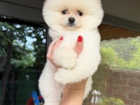BOO ERKEK POMERANİAN