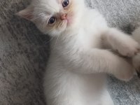 British Shorthair Yavruları