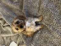 Cavapoo cinsi dişi