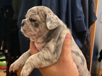 French bulldog yavrularımız yeni ailelerini arıyorlar