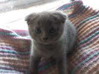 Scottish fold yavrumuzu sahiplendiriyoruz