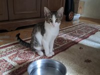 İKİ MİNİK KARDEŞ KEDİMİZ YUVA ARIYOR