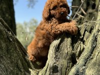 Toy poodle kore garantili