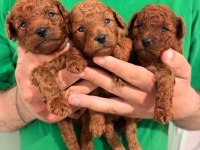 Kore Teacup ve Toy Poodle Yavrular
