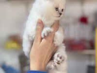 Üst kalite british longhair yavrumuz