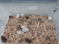 Çok Tatlı Minnoş Yavru Hamsterler