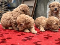 Toy Poodle bebişler