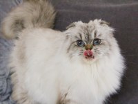 1 YAŞINDA SIFIR KULAK SCOTTISH FOLD KIZIMIZ