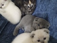 Scottish fold blue point