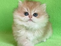 British Longhair Yavrular Evinizin Neşesi Olacaktır