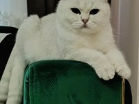 Scottish fold dişi