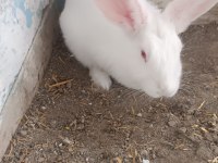 7-8 aylık bembeyaz sağlıklı tertemiz albino tavşan