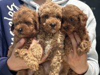 Show kalite aşılı pasaportlu maltipoo ziyarete açık