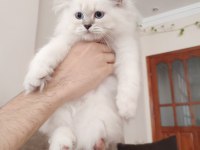 British longhair dişi