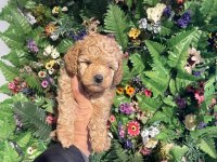 Efsane poodle yavrularımız hazır