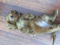 2 Aylık Sevimli Teacup Poodle Yavru