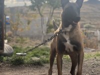 Tam bir aile köpeği / sosyal sevecen malinois