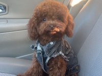 Kore Red Brown Safkan Toy Poodle Yavrular