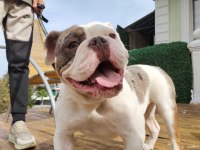 İngiliz Bulldog - Aman Allah ım bana mı bakıyorsun!