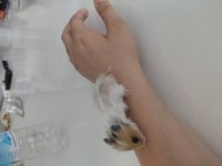 Suriye hamster
