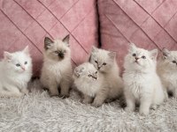 British longhair uygun puanlı