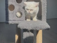 ERKEK BRİTİSH SHORTHAİR YAVRU KEDİMİZ