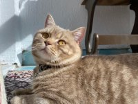 Oyuncu british shorthair