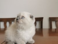 2 aylık british longhair yavrular