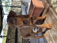 2 aylık safkan doberman