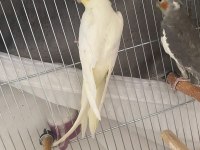 Yavru Sultan Papağanları