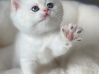 Kar Beyaz Silver British Shorthair